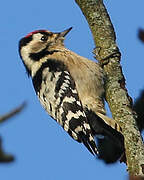 Lesser Spotted Woodpecker