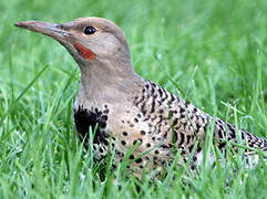 Northern Flicker