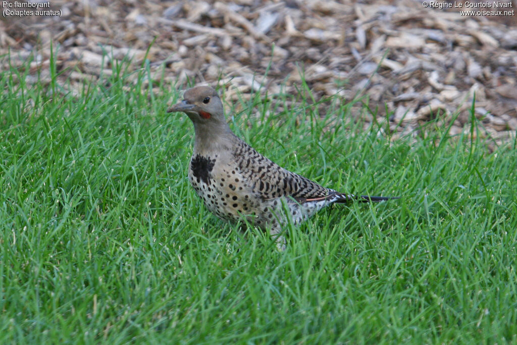 Northern Flicker