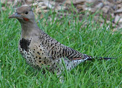 Northern Flicker