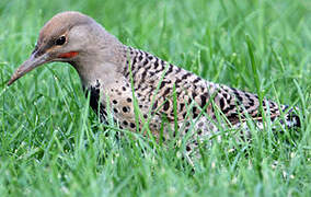 Northern Flicker