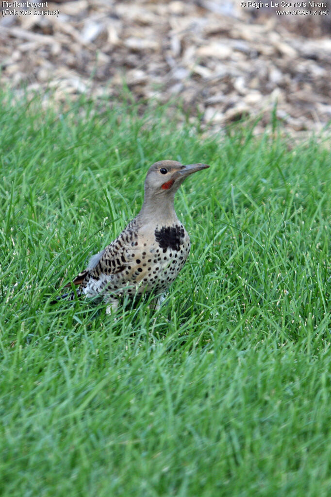 Northern Flicker