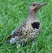 Northern Flicker