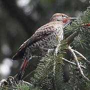 Northern Flicker