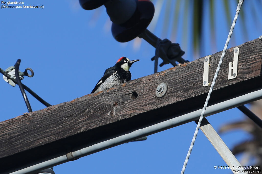 Acorn Woodpecker