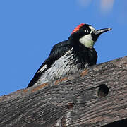 Acorn Woodpecker