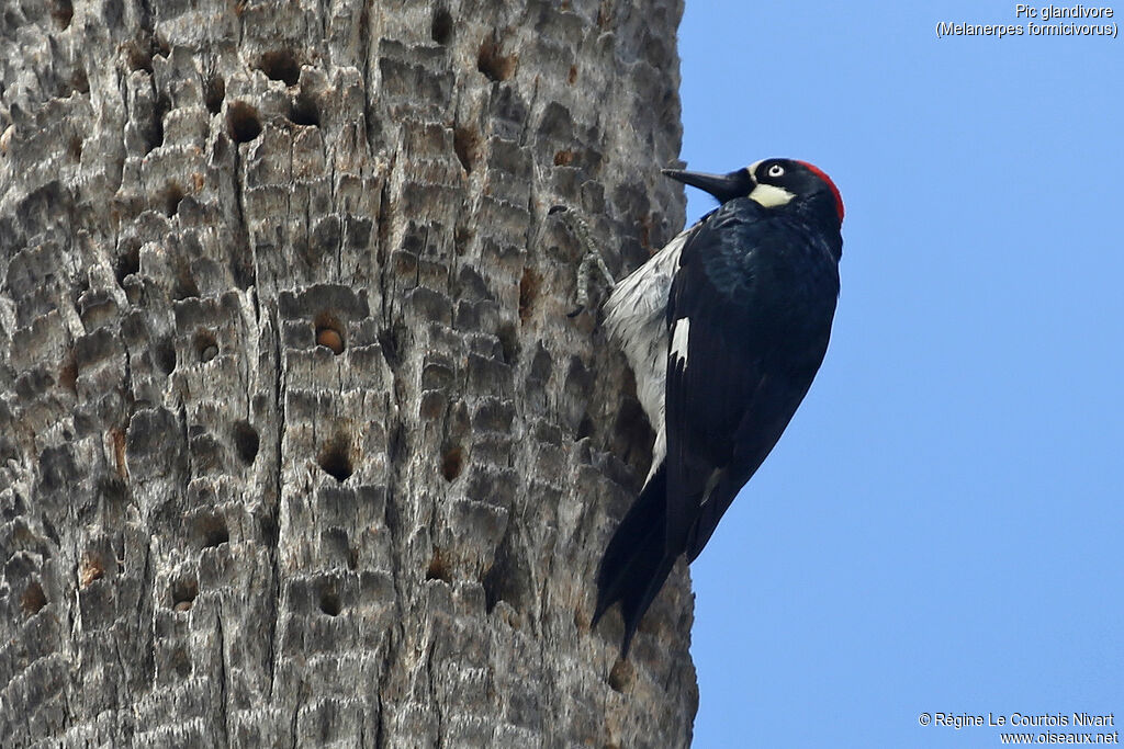 Acorn Woodpecker