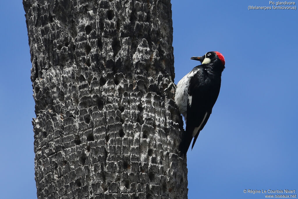 Acorn Woodpecker