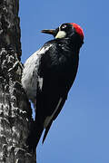 Acorn Woodpecker