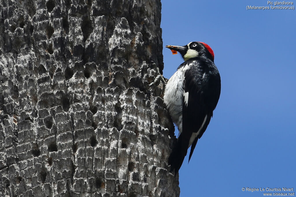 Acorn Woodpecker