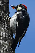 Acorn Woodpecker