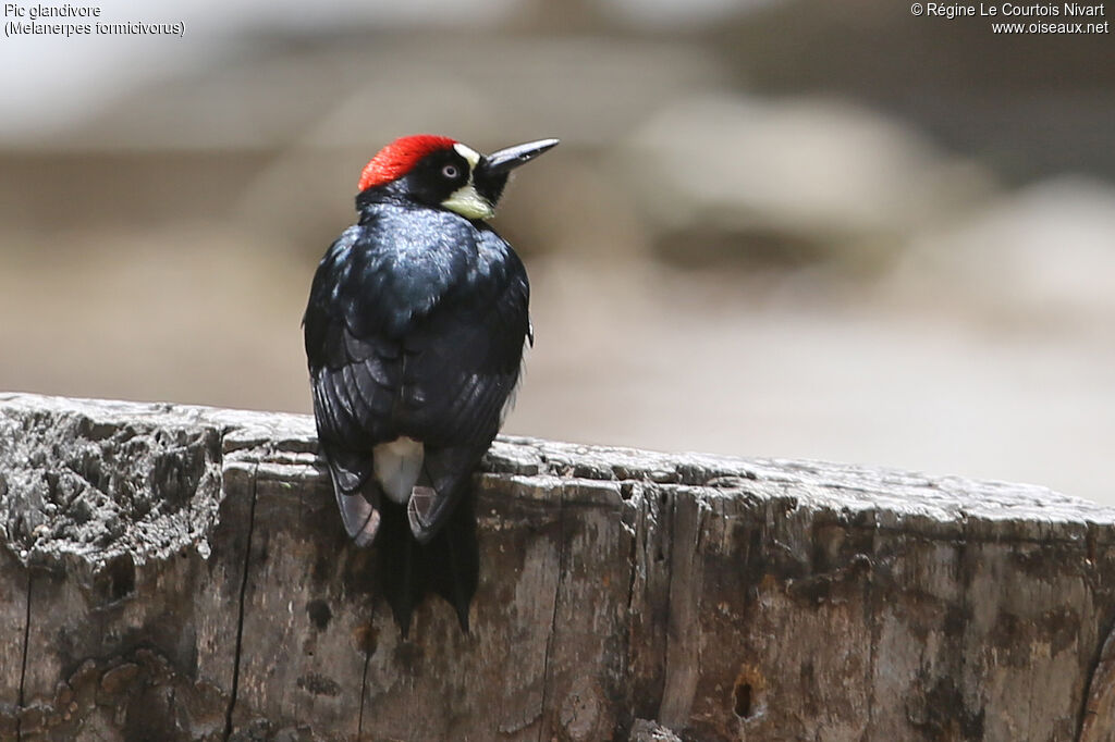 Acorn Woodpecker