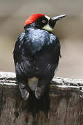 Acorn Woodpecker