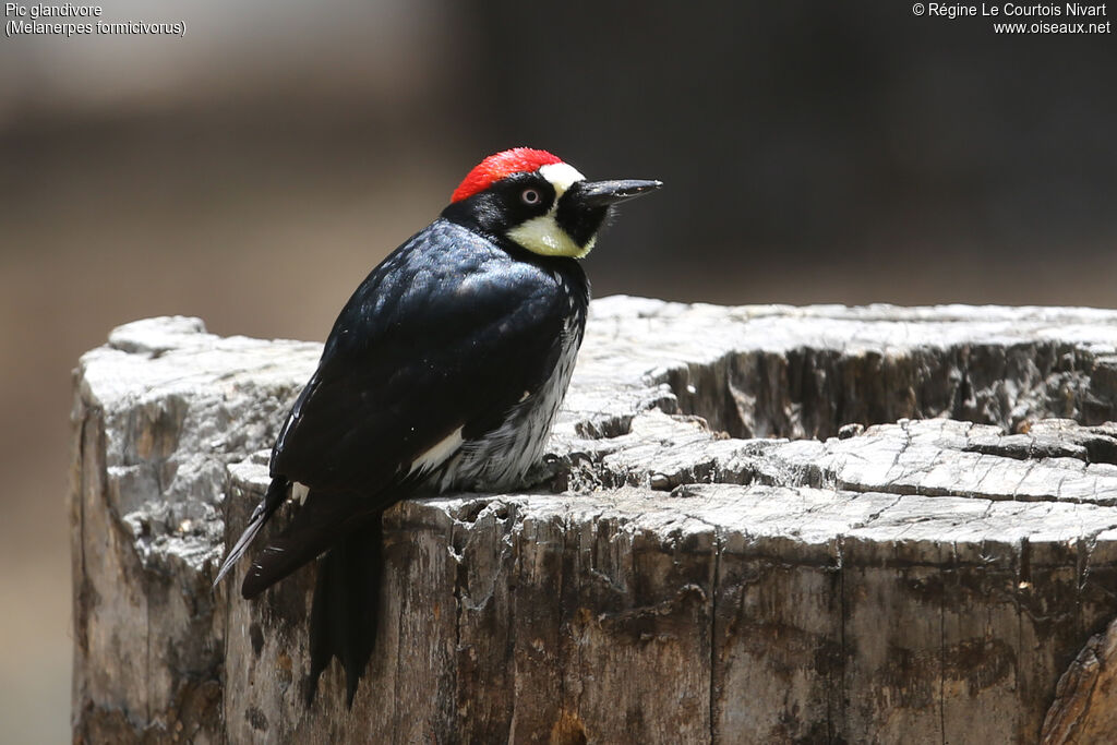 Acorn Woodpecker