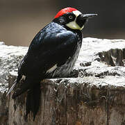 Acorn Woodpecker