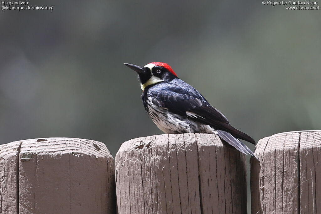 Acorn Woodpecker