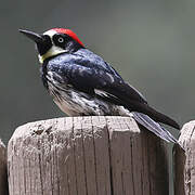 Acorn Woodpecker