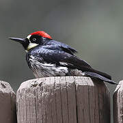 Acorn Woodpecker