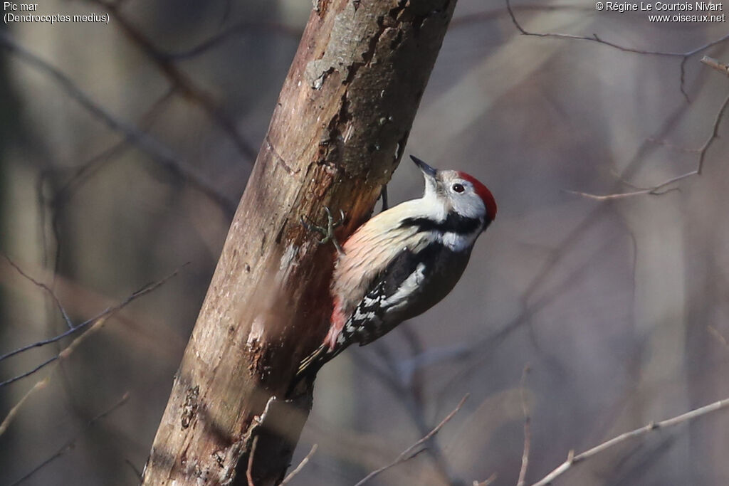 Middle Spotted Woodpecker