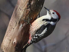 Middle Spotted Woodpecker