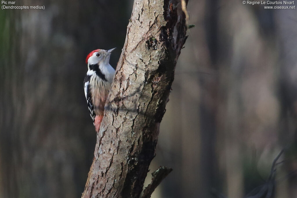 Middle Spotted Woodpecker