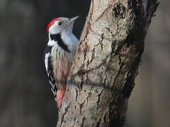 Middle Spotted Woodpecker