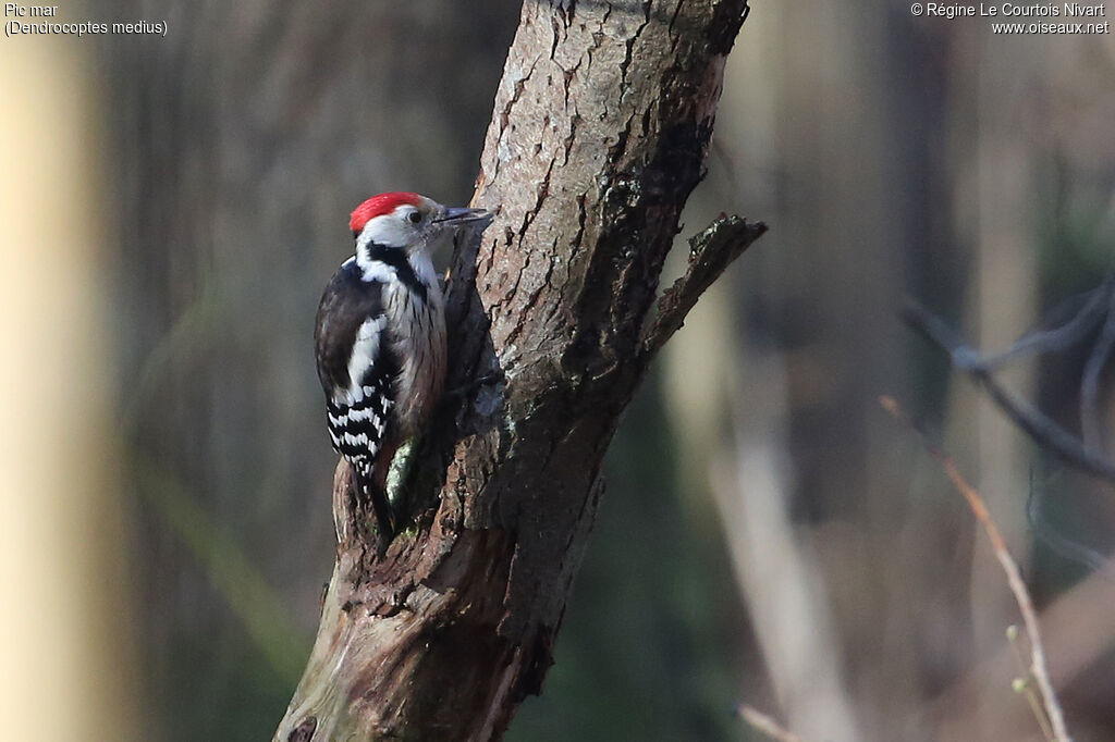 Middle Spotted Woodpecker