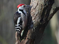 Middle Spotted Woodpecker