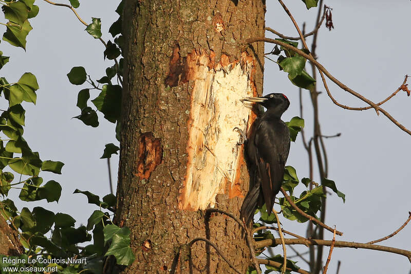 Black Woodpecker female adult, fishing/hunting
