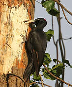 Black Woodpecker