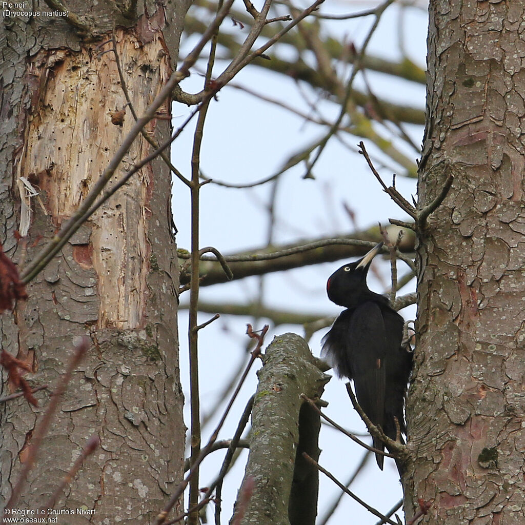 Black Woodpecker female adult