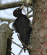 Black Woodpecker