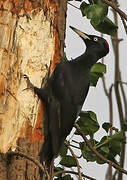 Black Woodpecker