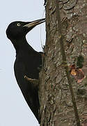 Black Woodpecker