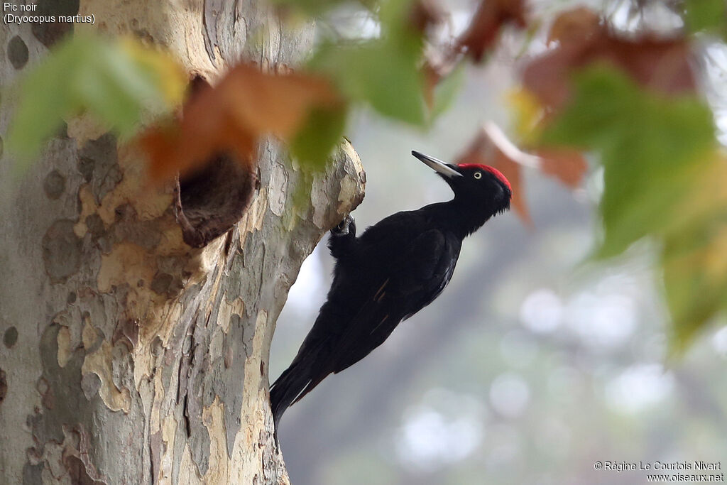 Black Woodpecker male adult