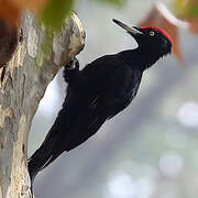 Black Woodpecker