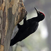 Black Woodpecker