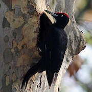 Black Woodpecker