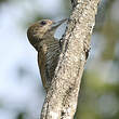 Pic passerin