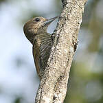 Pic passerin