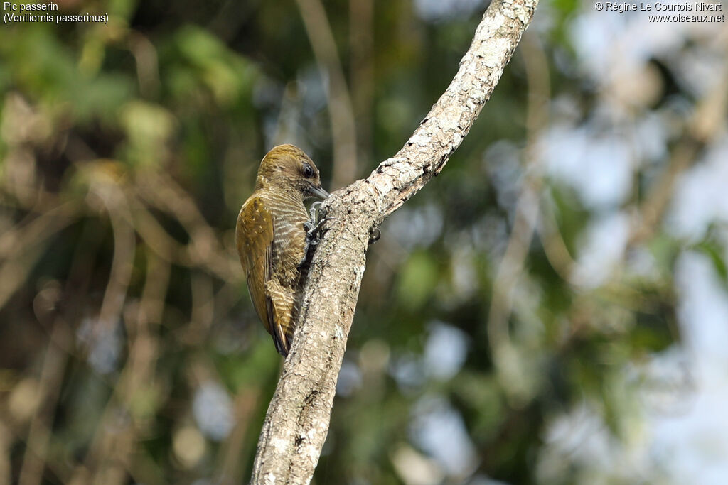 Pic passerin femelle