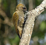 Pic passerin