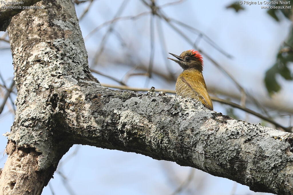 Pic passerin mâle
