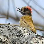 Pic passerin