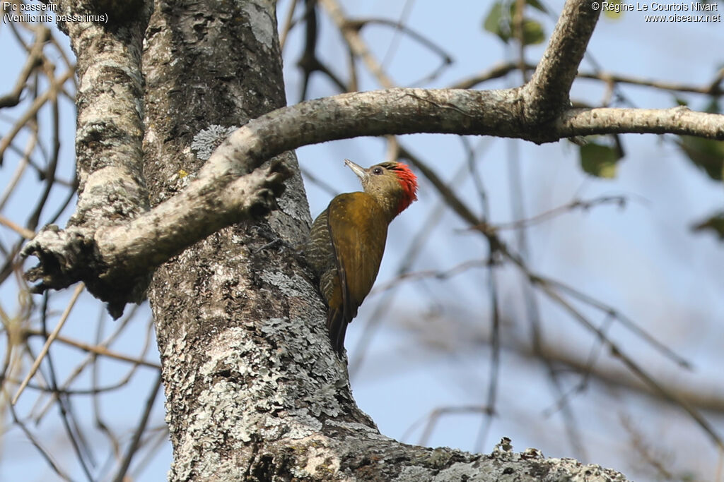 Pic passerin mâle
