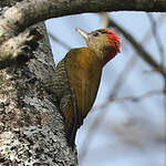 Pic passerin