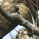 Pic passerin