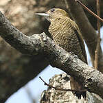 Pic passerin