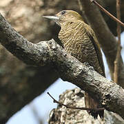 Pic passerin