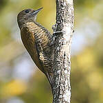 Pic passerin